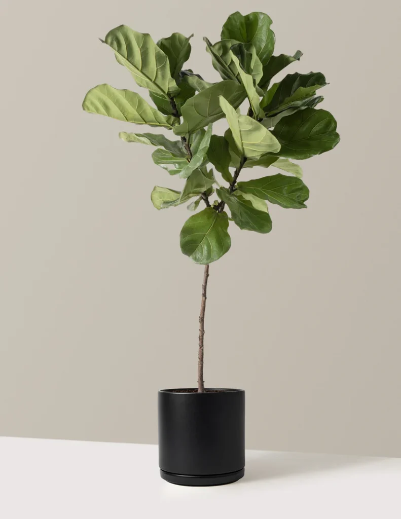 Tall fiddle leaf fig plant in pot