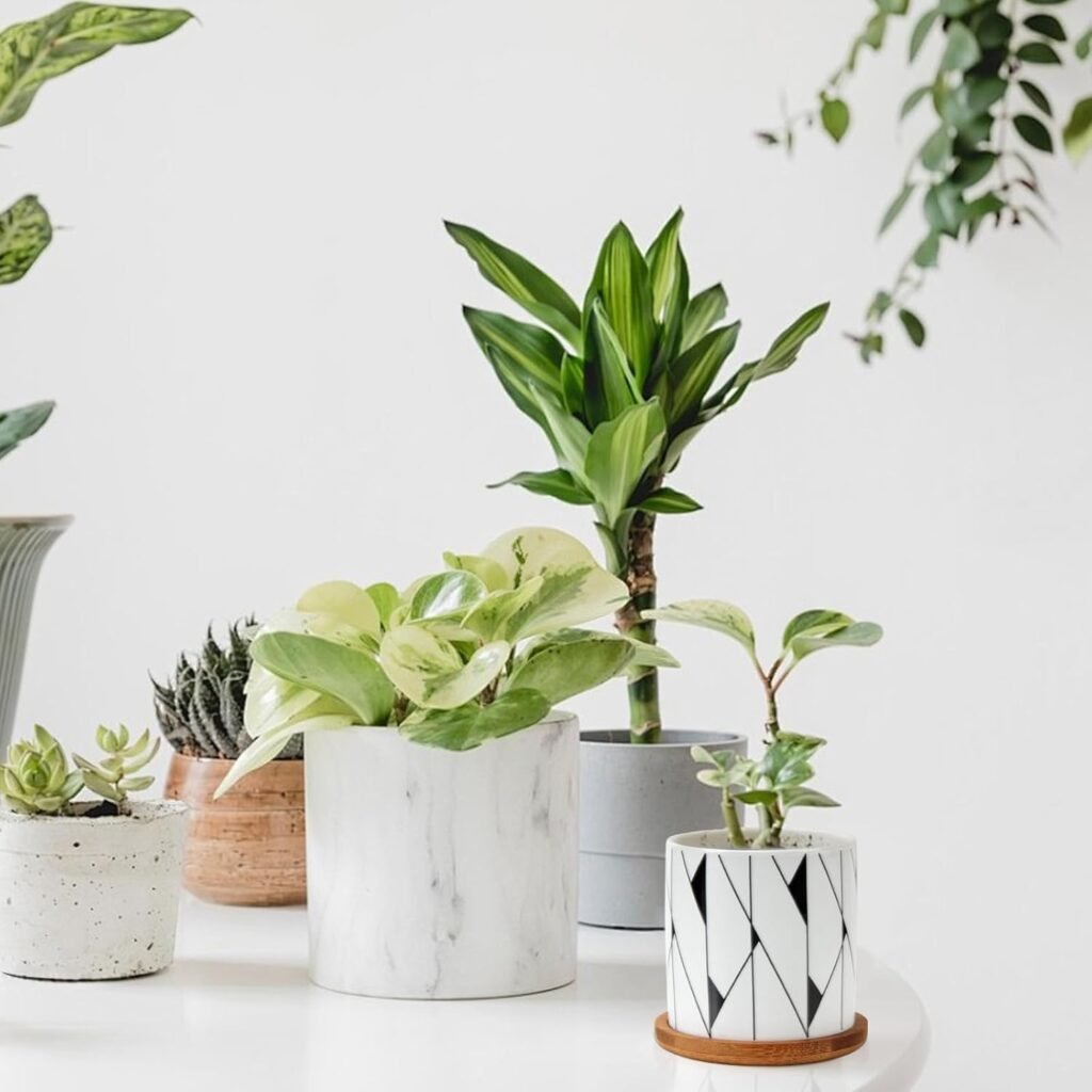 A mix of small succulent plants in white ceramic pots