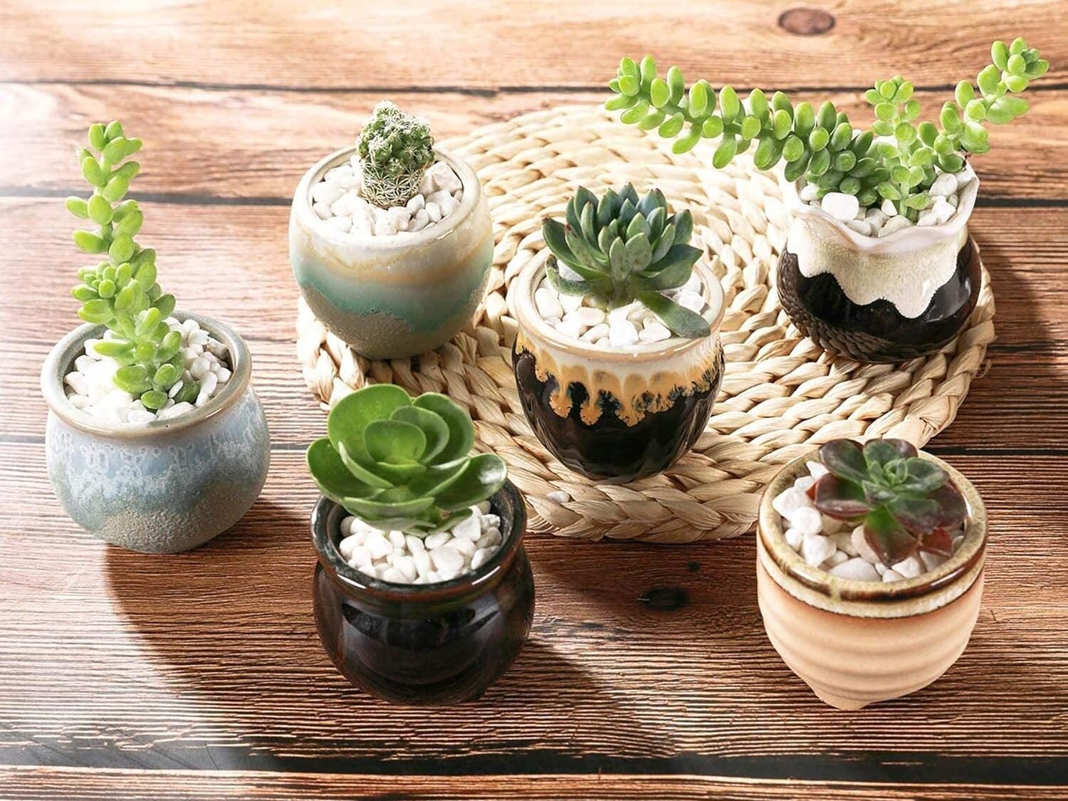 Assortment of mini succulents in rustic ceramic planters