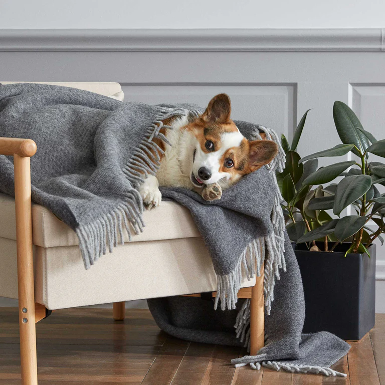 Dog resting on chair draped with wool throw blanket