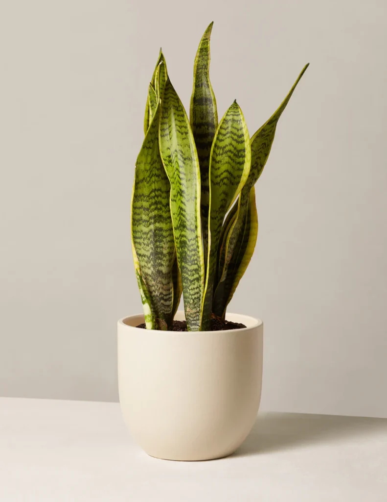 Snake plant in a cream ceramic planter