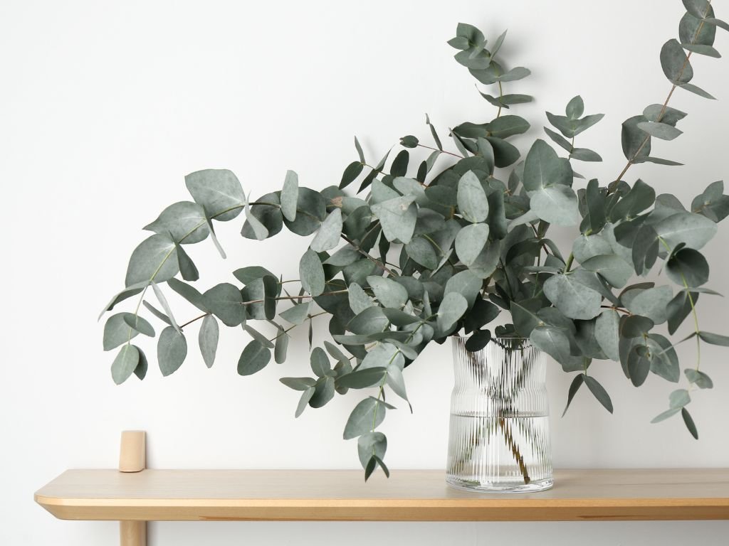 Eucalyptus stems in glass vase