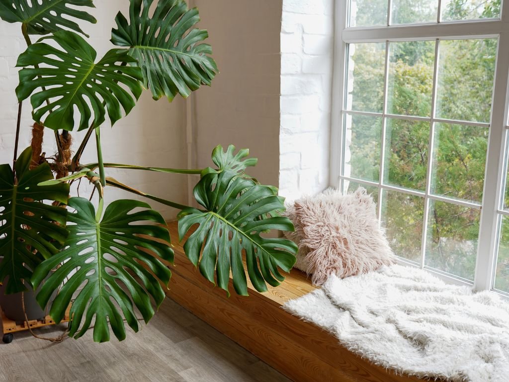 Large leafy plant and throw blanket on window ledge.